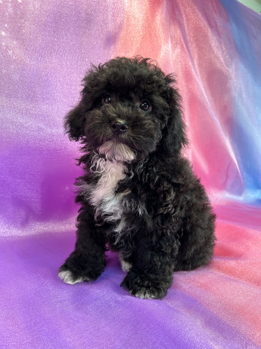 Black and White Male Mini Schnoodle DOB 7-15-2024 $750